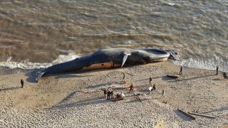 75Ft Giant Dead Blue Whale Washed Up Near A Beach In Indonesia