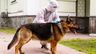 German Sniffer Dogs Can Detect COVID-19 Patients With Great Accuracy