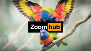 Zoombombers Played Pornhub Videos During Twitter Bitcoin Scam Court Hearing