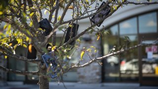 Amazon Drivers Get More Deliveries By Hanging Smartphones On Trees