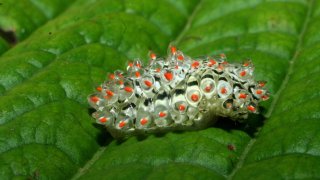 Jewel Caterpillar – The World’s Most Stunning Caterpillar