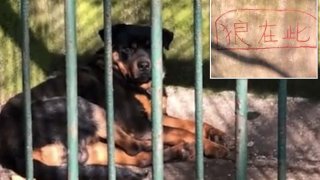 China Zoo Tried To Pass Off A Dog As Wolf Because It's Cheaper, Thinking People Won't Complain