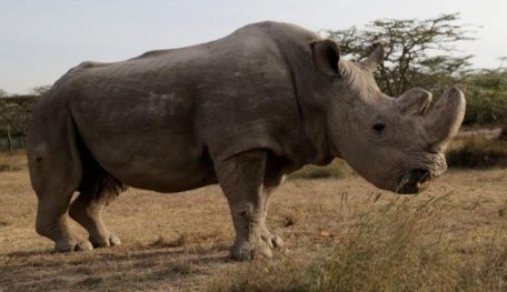 It’ll Take Humanity 7 Million Years To Bring All The Endangered Animals Back