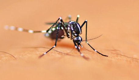 SRISPR Helps Erase Mosquitos Entirely By Altering Their Gene