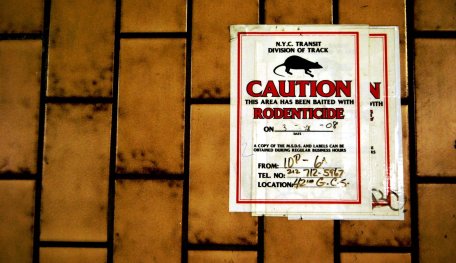 Scientists Found Out A Smart Way To Track All Rats In New York