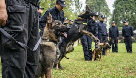 Six Cloned Dogs Officially Join Beijing Police Force