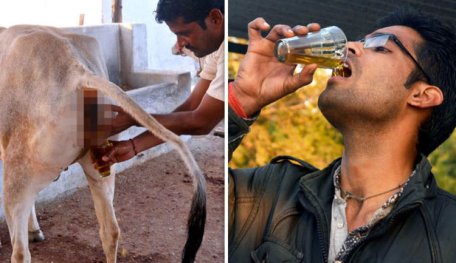 Cow Urine Is Now 16 Times More Expensive Than Milk, Thanks To COVID-19