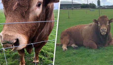 Bull Scratching His Itchy Bum, Cutting Power Of 800 Households