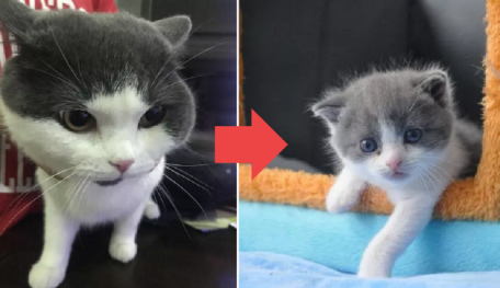 Guy Spent Rs 26.5 Lakh Cloning His Dead Cat, The Clone Looks Completely... Different