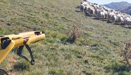 [Watch] Robot Dog Herds Sheep With Ease, No Job Left For Humans Soon?