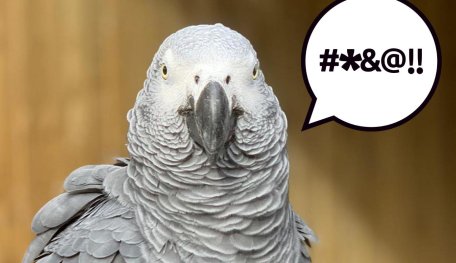 Parrots Put Back Into Isolation For Swearing At Visitors