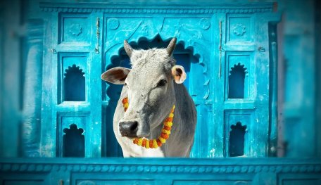 India's Cow Science Exam 2021 Postponed After Receiving Backlash