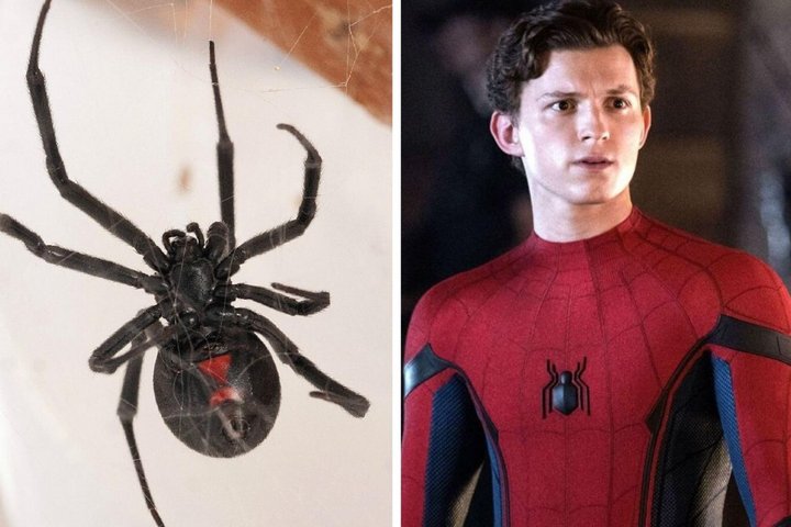 Boys Let Poisonous Spider Bit Them To Turn Into Spider-Man, Hospitalized -  