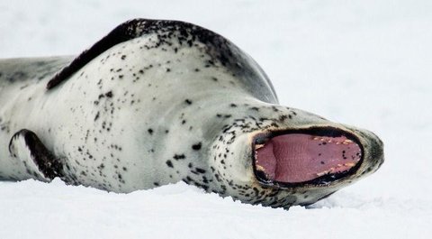 Leopard Seal Poop 1549533548
