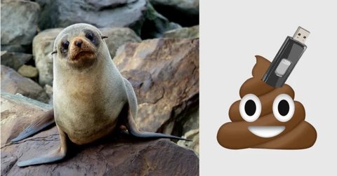 Seal Poop