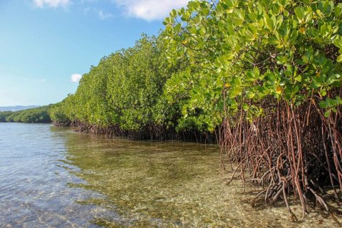 Káº¿t quáº£ hÃ¬nh áº£nh cho mangrove forests in rivers