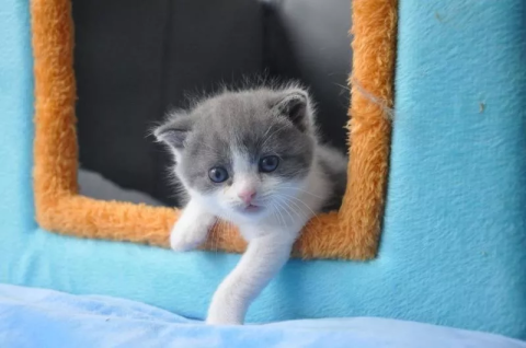 Cloning A Cat Isn T Enough This Company Wants To Clone Its Memory