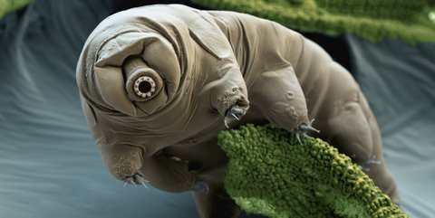 tardigrades-gene-hack