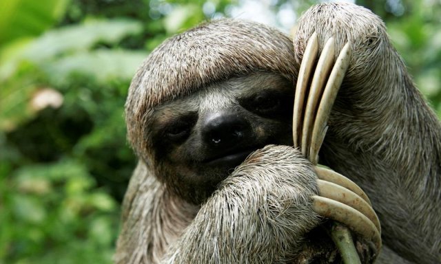 Sloth-robot