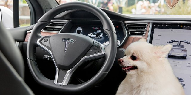 Tesla Dog Mode