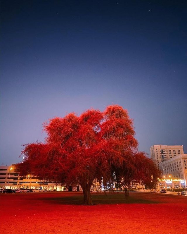 Mumbai Man Wins Apple Night Mode Photo Challenge By Capturing A Red Tree