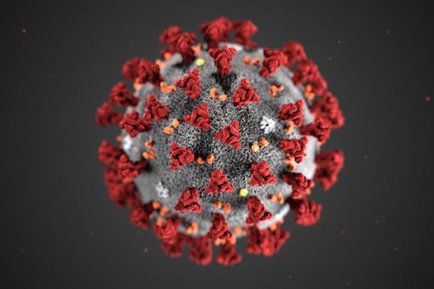 The testicles contain the ACE2 enzyme and the coronavirus tends to attack organs containing this enzyme