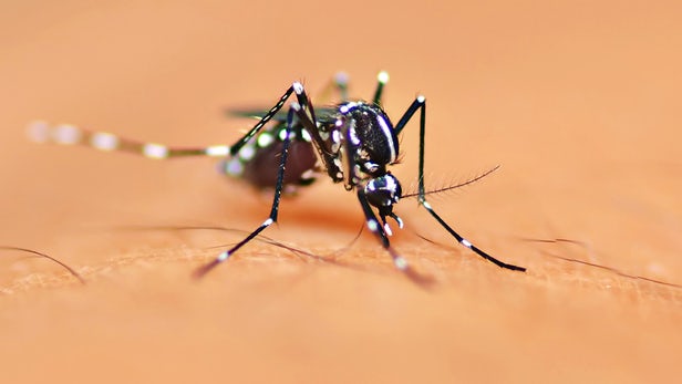 Aedes Aegypti Mosquito