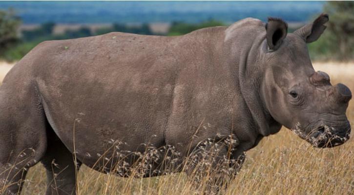 Wyss Foundation 1541153375