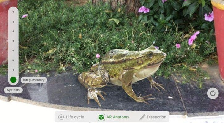 Froggipedia 1544084893