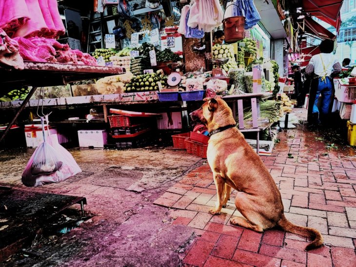 Honor V20 48mp Camera Sample 3