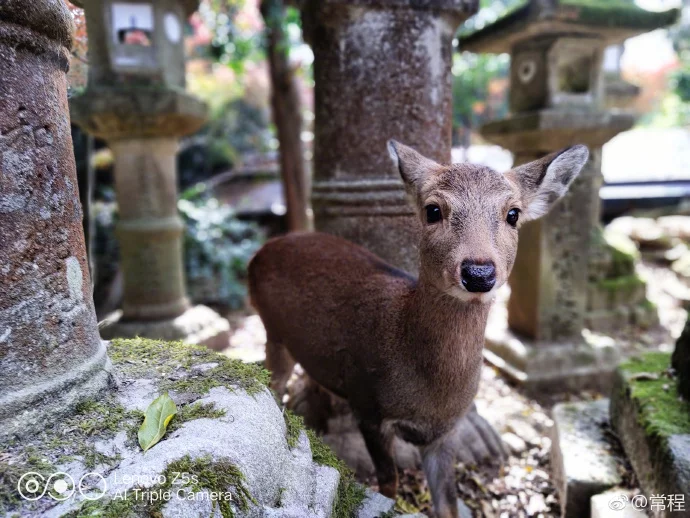 Lenovo Z5s Camera Sample 3 1