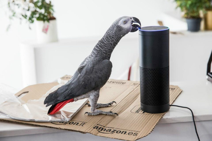 Kết quả hình ảnh cho african grey parrot and smart speaker
