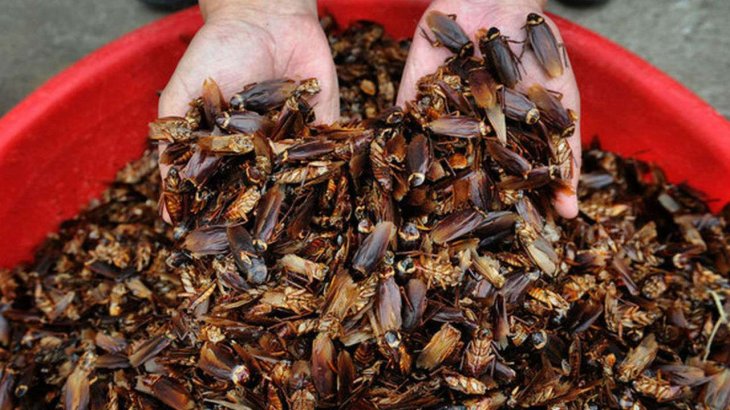 689350 Chinese Cockroach Farms Reuters