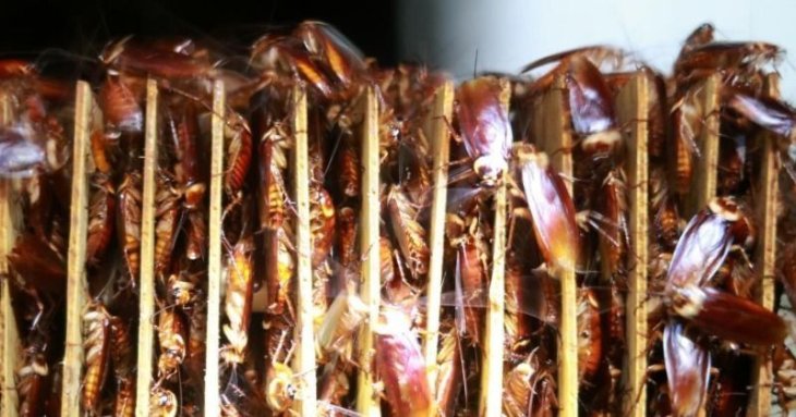 Cockroaches 1545045939 800x420