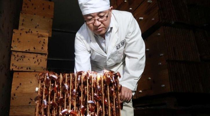 Cockroaches 1545045950