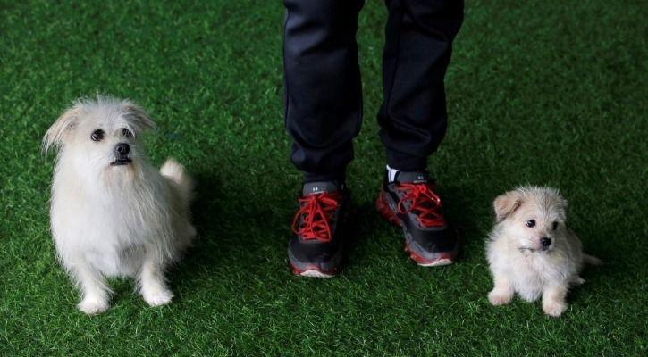 Juice Cloned Dog 1545226755