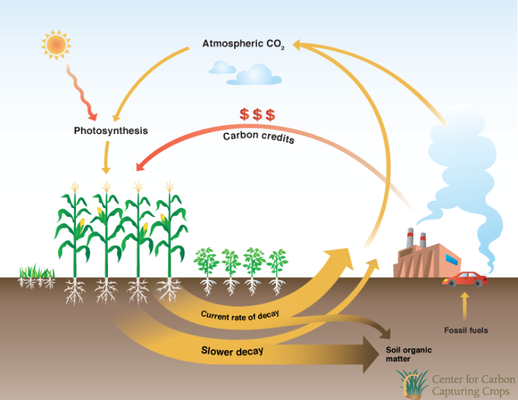 Káº¿t quáº£ hÃ¬nh áº£nh cho using fungi to capture carbon
