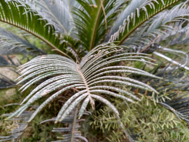 Nokia 7 1 Daylight Sample