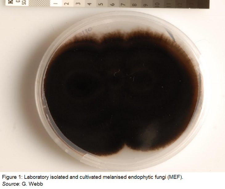 Káº¿t quáº£ hÃ¬nh áº£nh cho melanised endophytic fungi