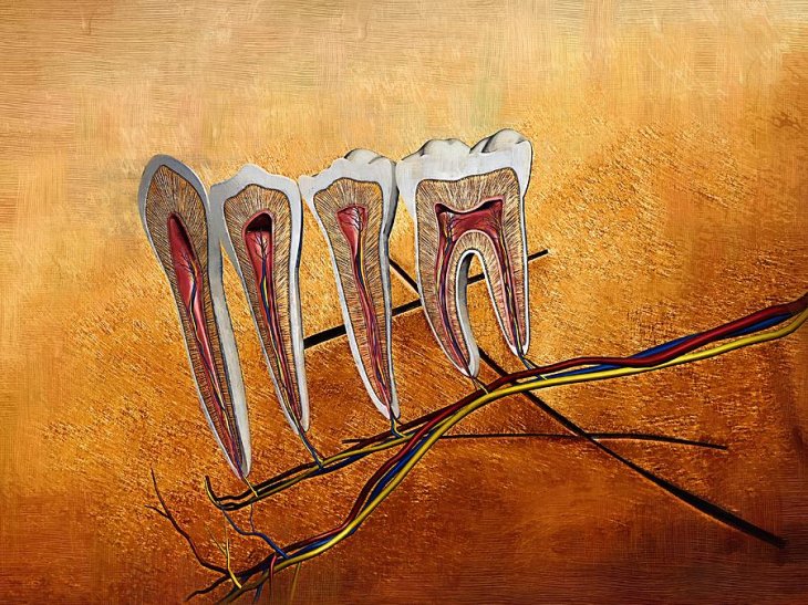 12 Dental Anatomy Fine Art Joseph Ventura