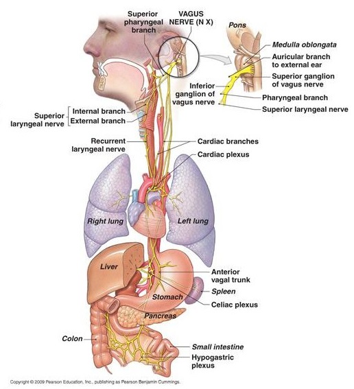 Vagus Nerve 960x675