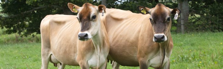 Káº¿t quáº£ hÃ¬nh áº£nh cho cow