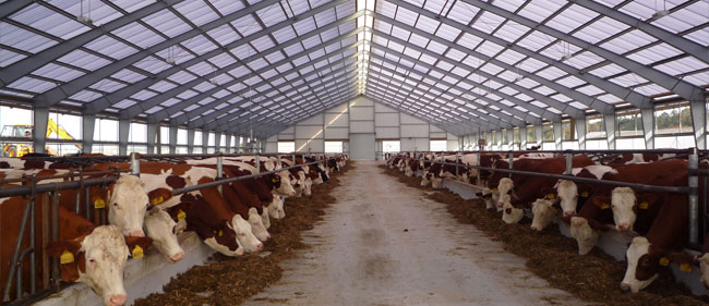 Káº¿t quáº£ hÃ¬nh áº£nh cho cow farm
