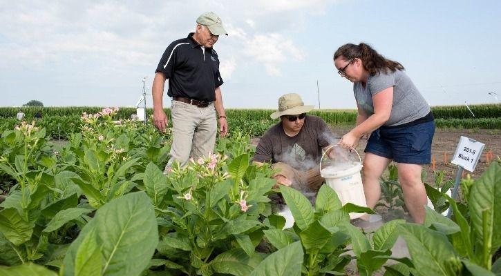 Photosynthesis 1546599304