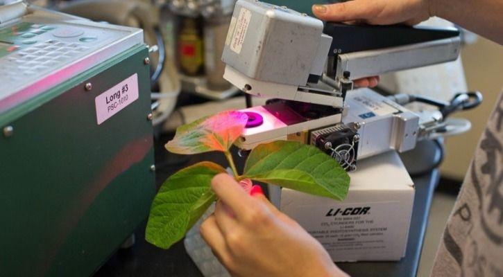 Photosynthesis 1546599353