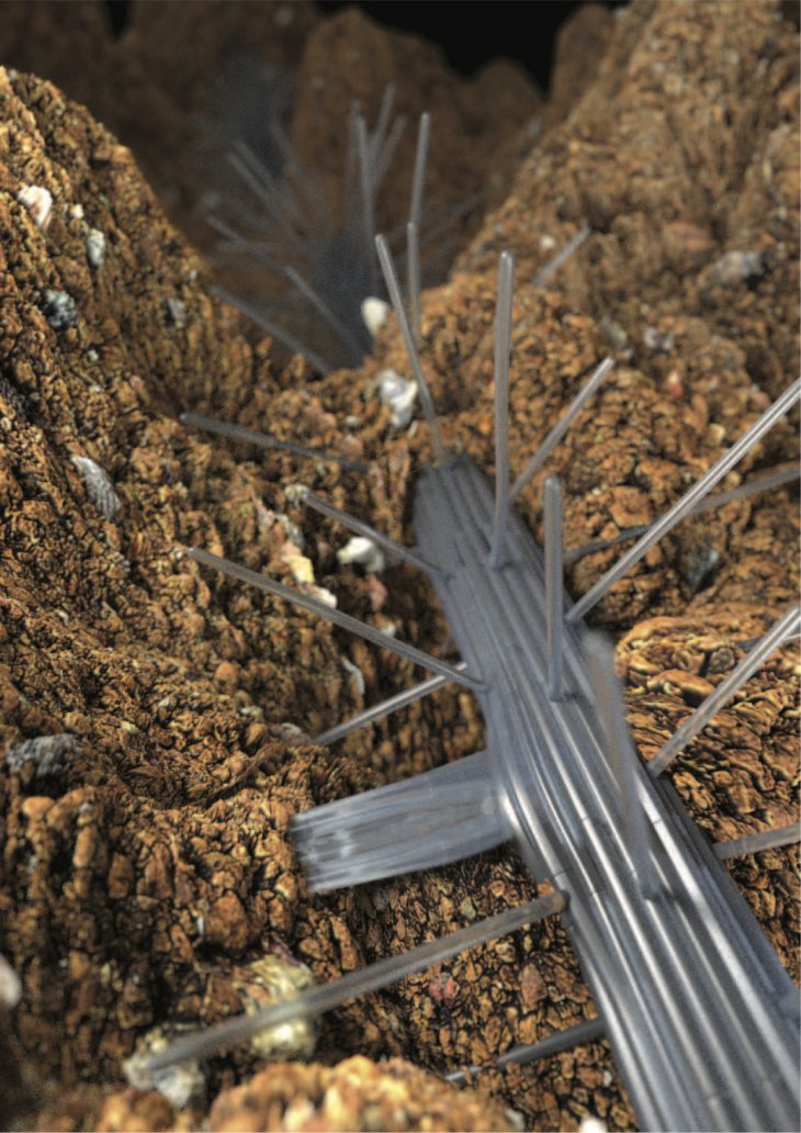 Kết quả hình ảnh cho Divining Roots: revealing how plants branch out to access water