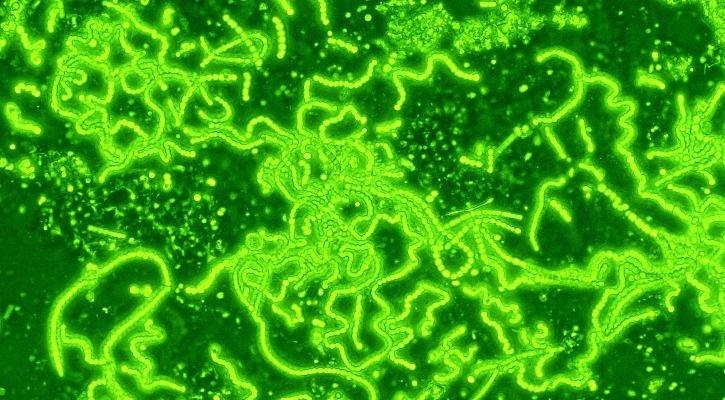 Iit Kharagpur Microbes 1548053485