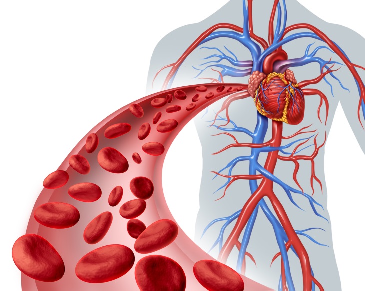 Kết quả hình ảnh cho arteries