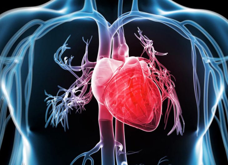 Káº¿t quáº£ hÃ¬nh áº£nh cho the heart