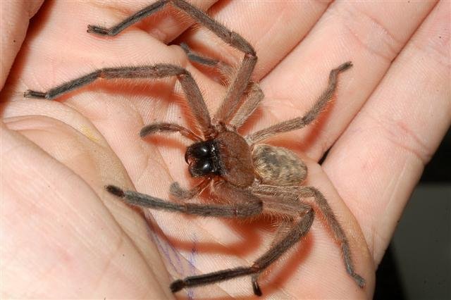 Huntsman Spider In Hand